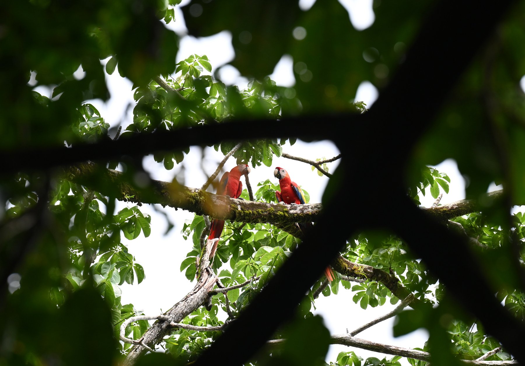 Scarlet Macaws
