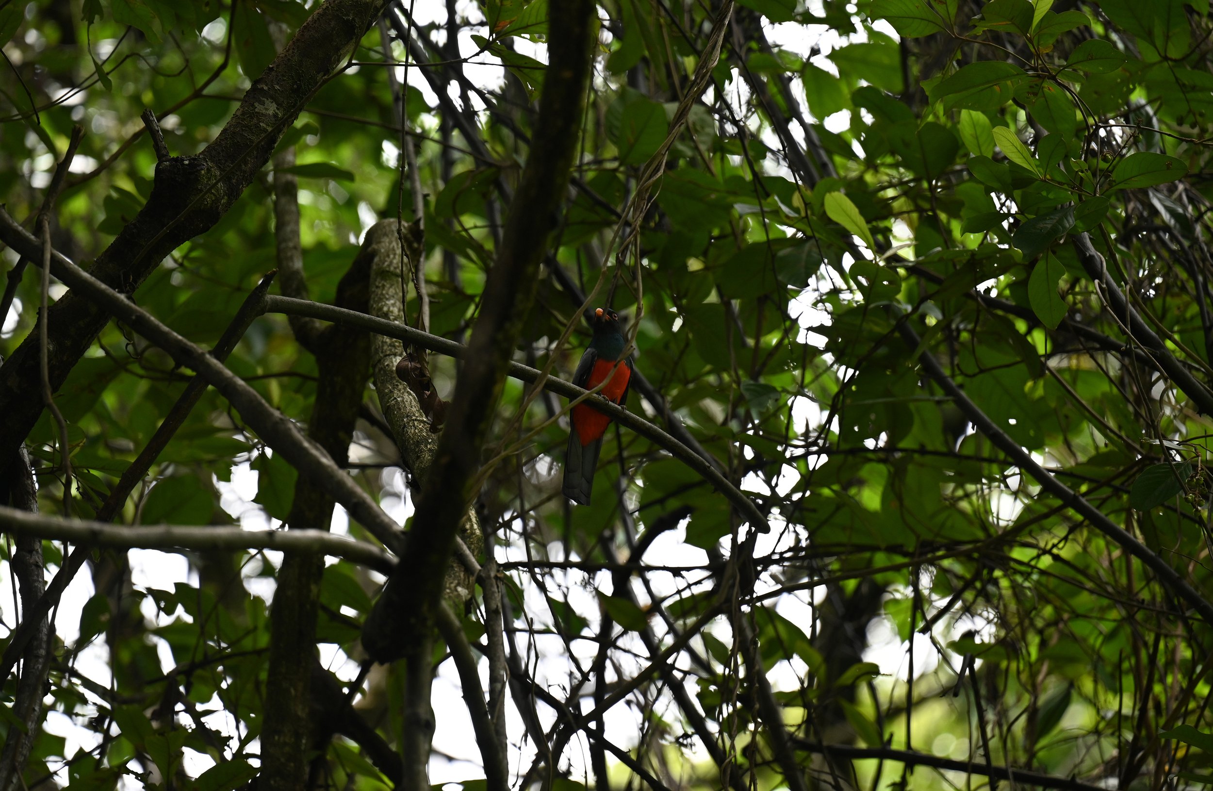 Slaty Tailed Trogon