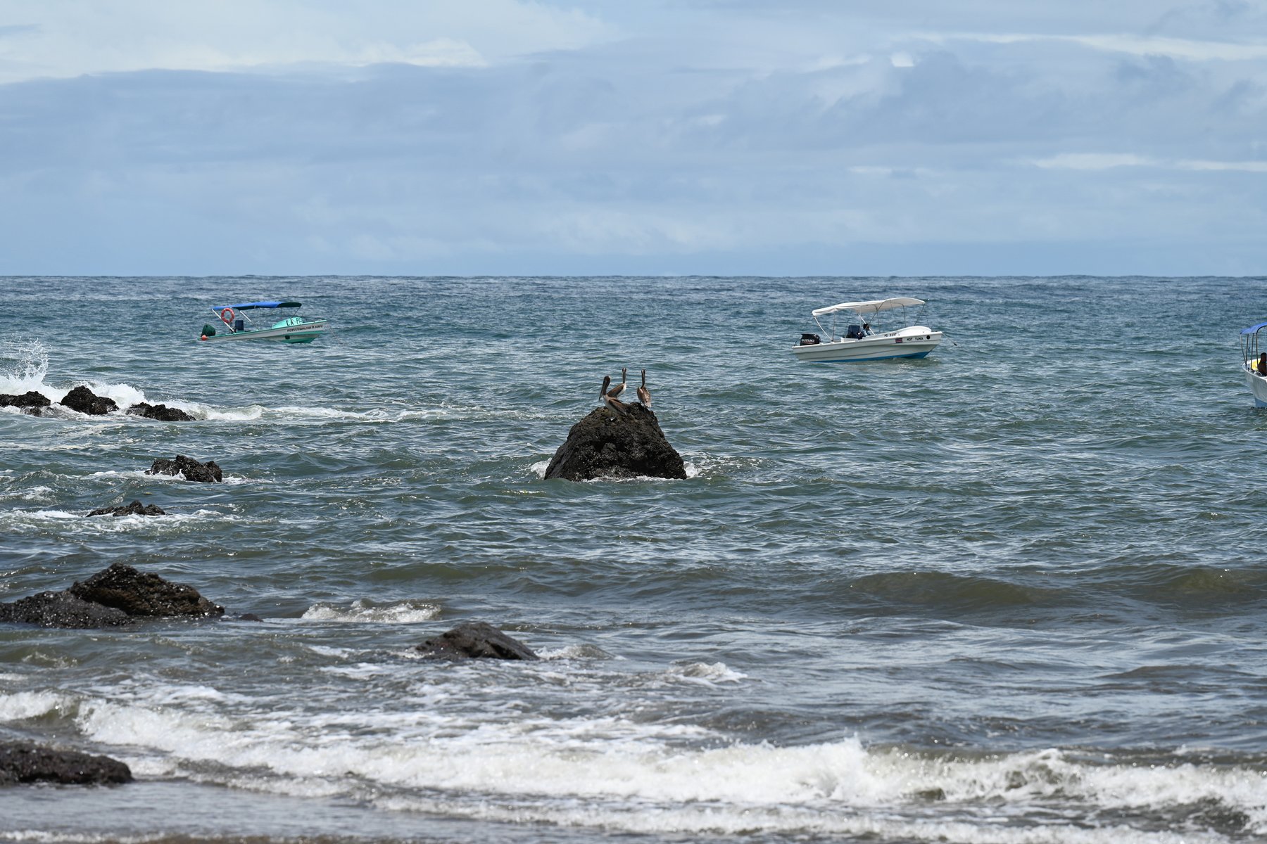 pelicans and boats