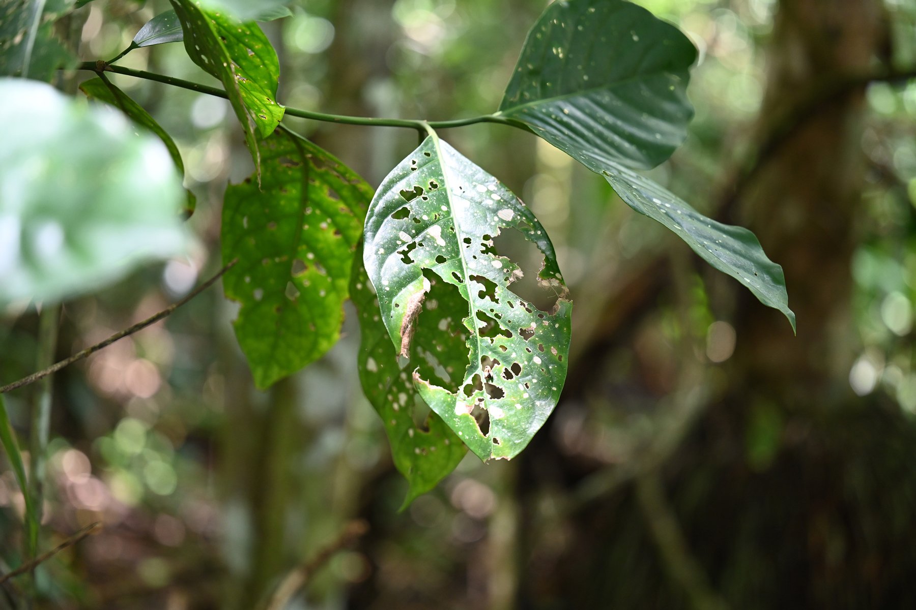 Leaves