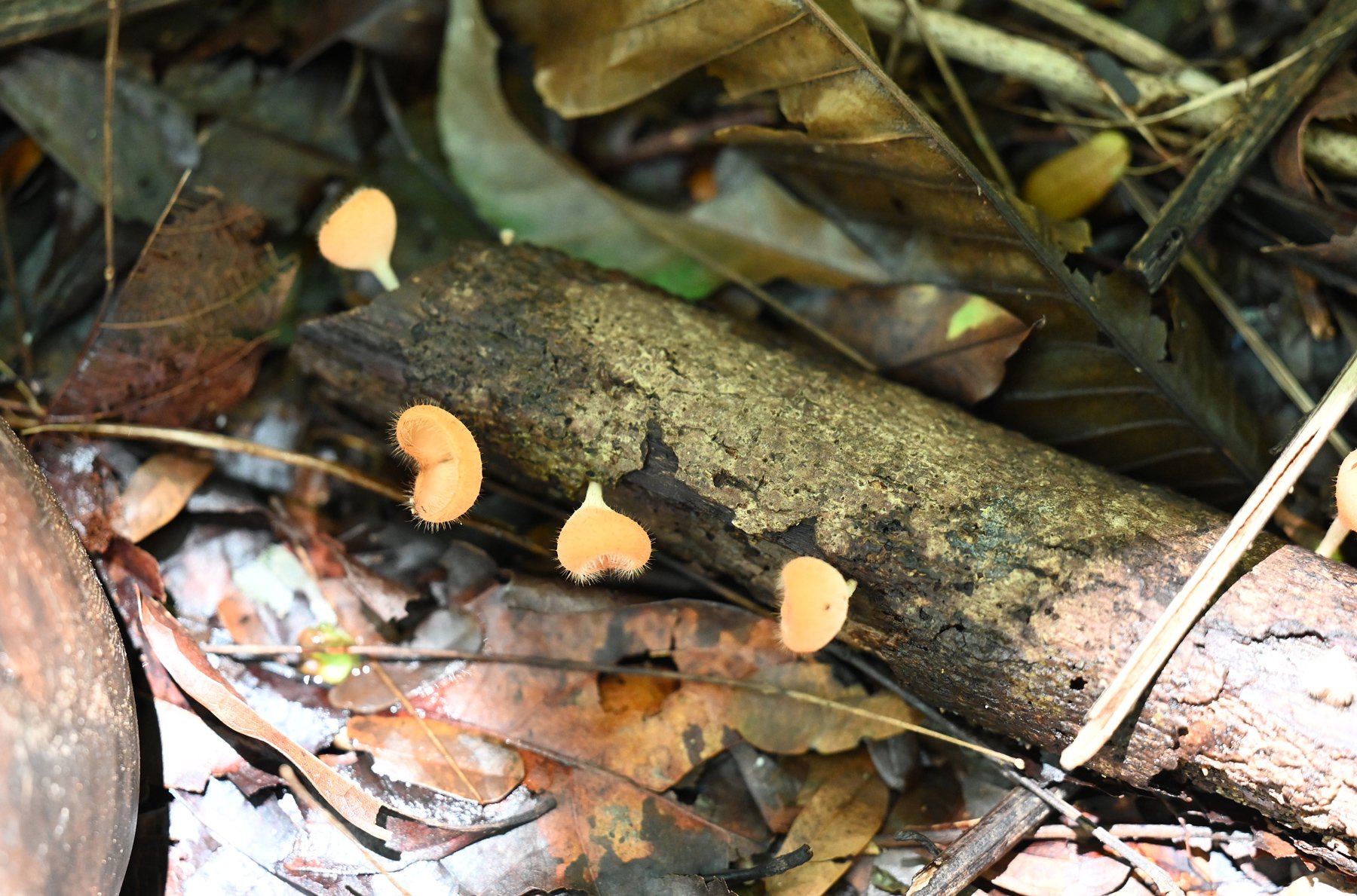 fungus