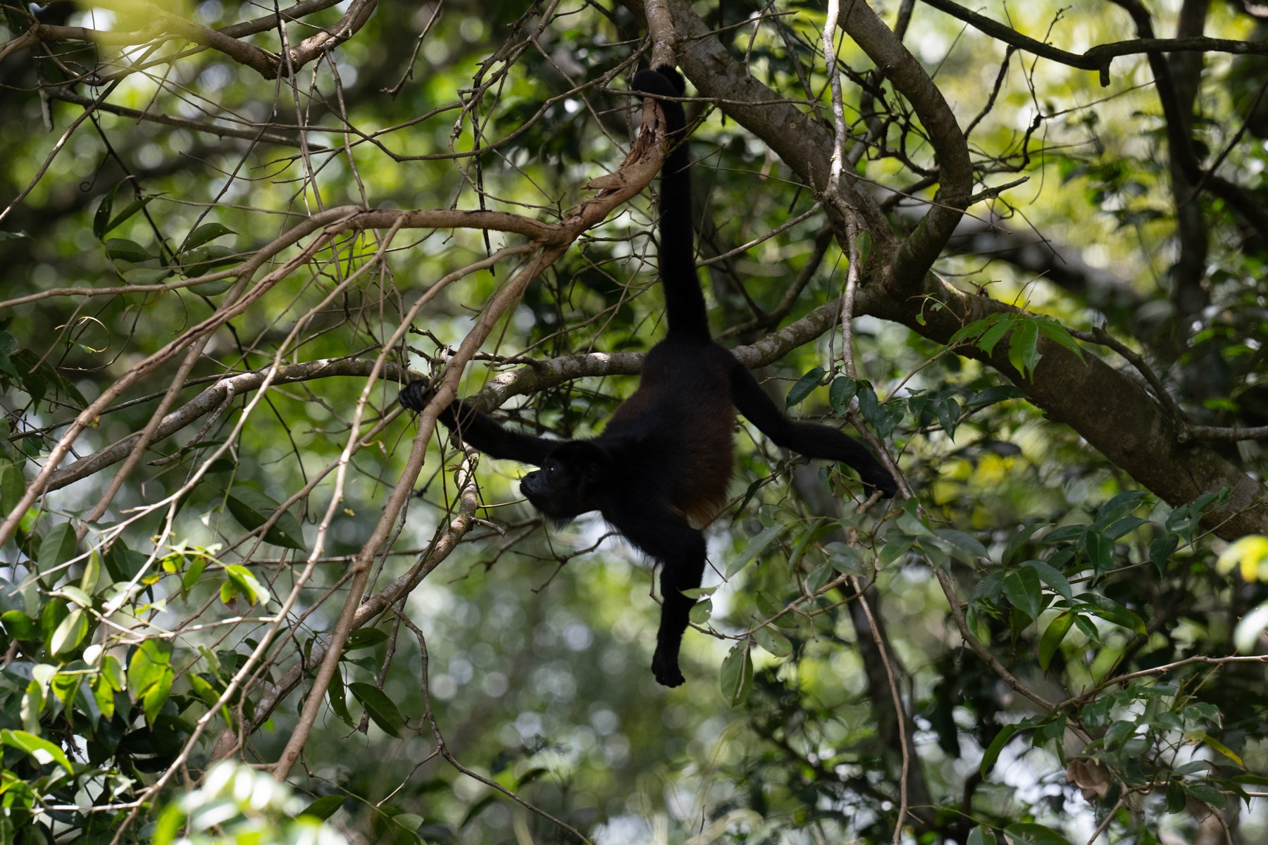spider monkey