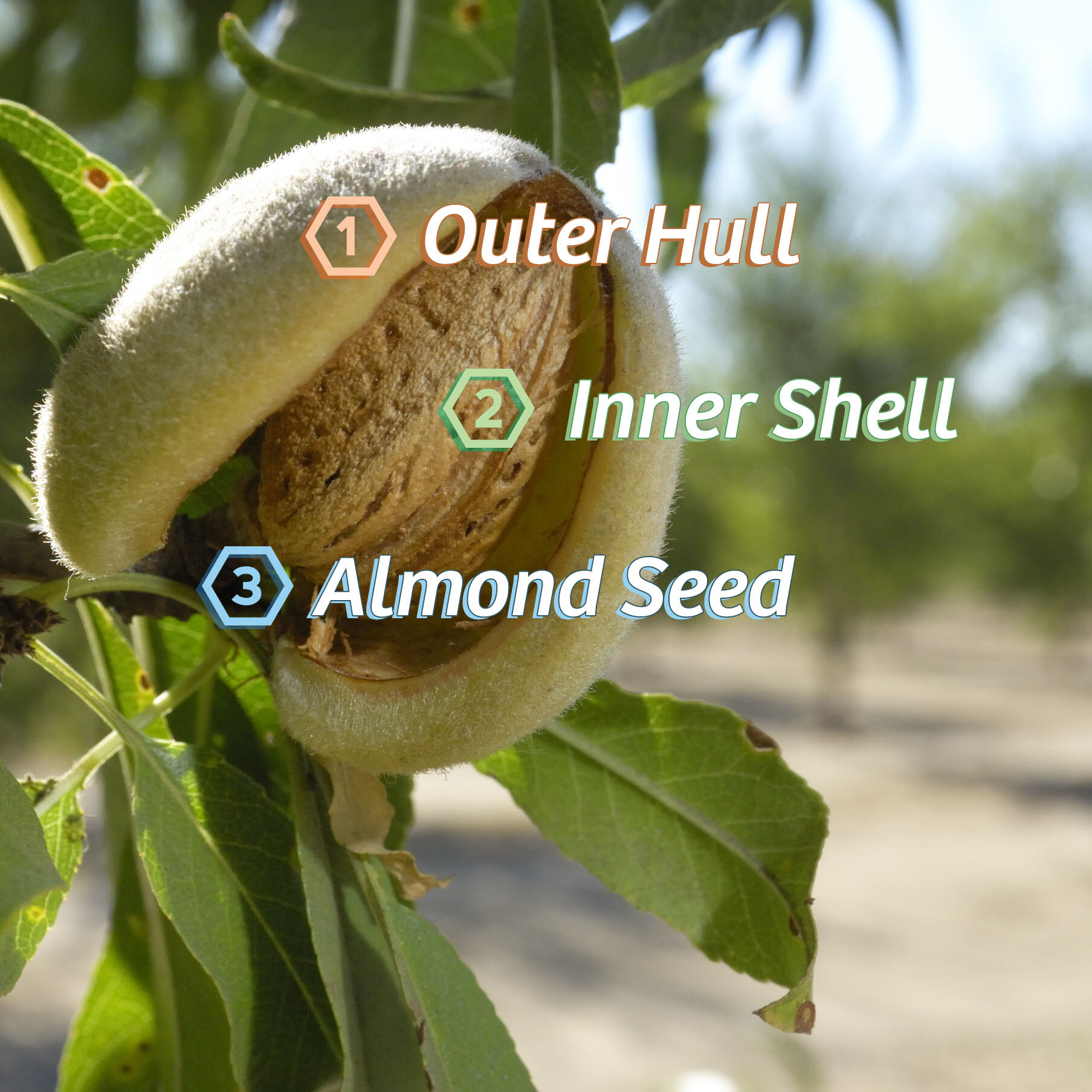Zero Waste Almonds.jpg
