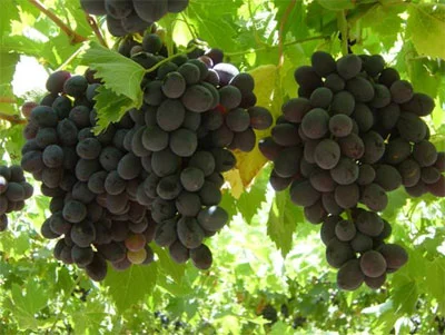 grapes6.jpg