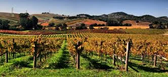 napa.jpeg