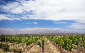 mendoza.jpeg