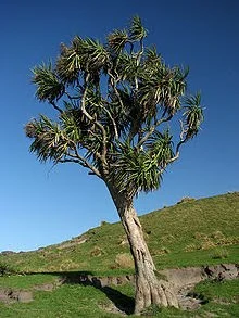 Ti Kouka Tree