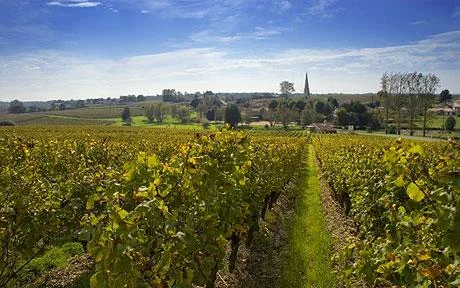wine-landscape_801392c.jpg