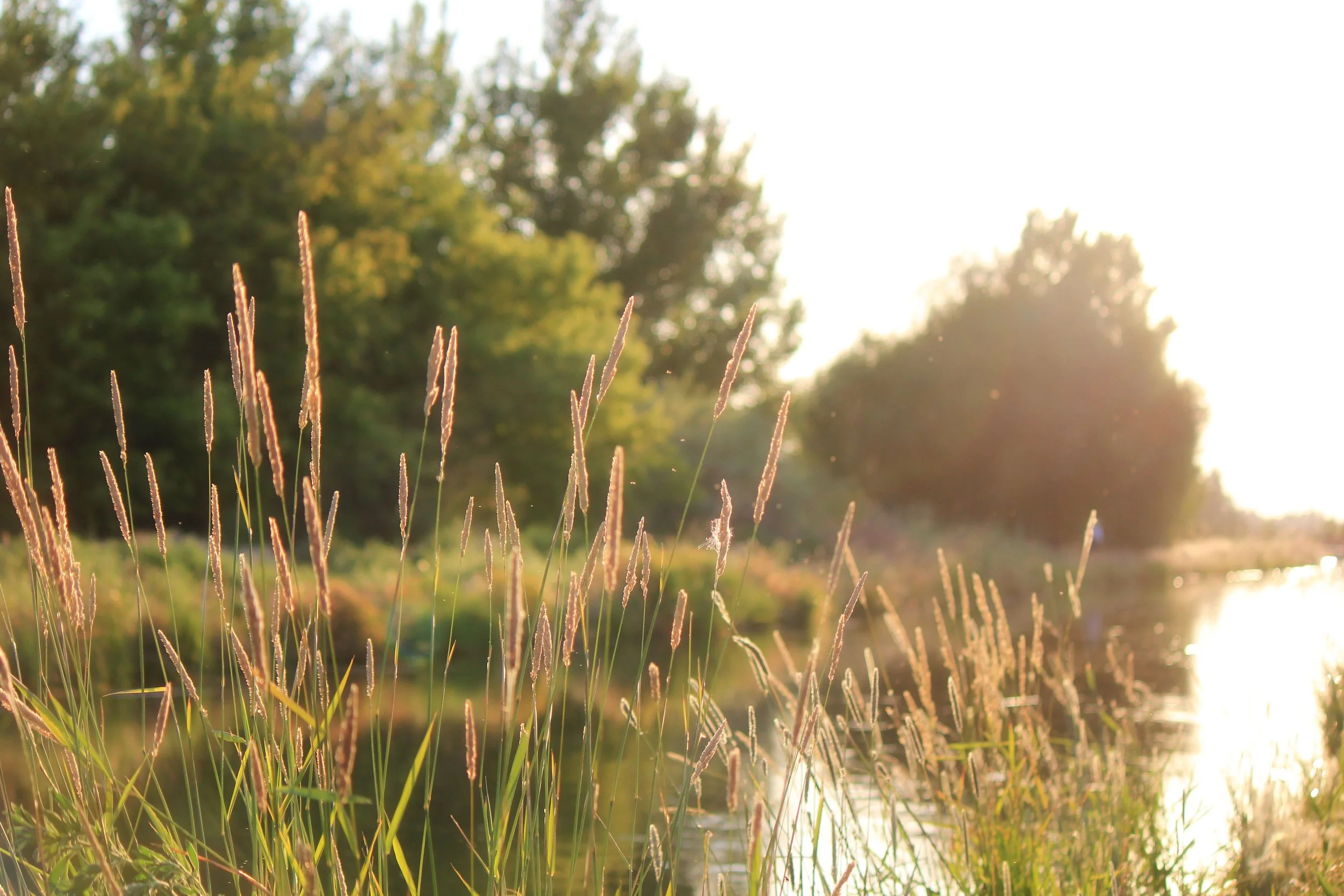 Grass 2 lovely and ethereal.jpg
