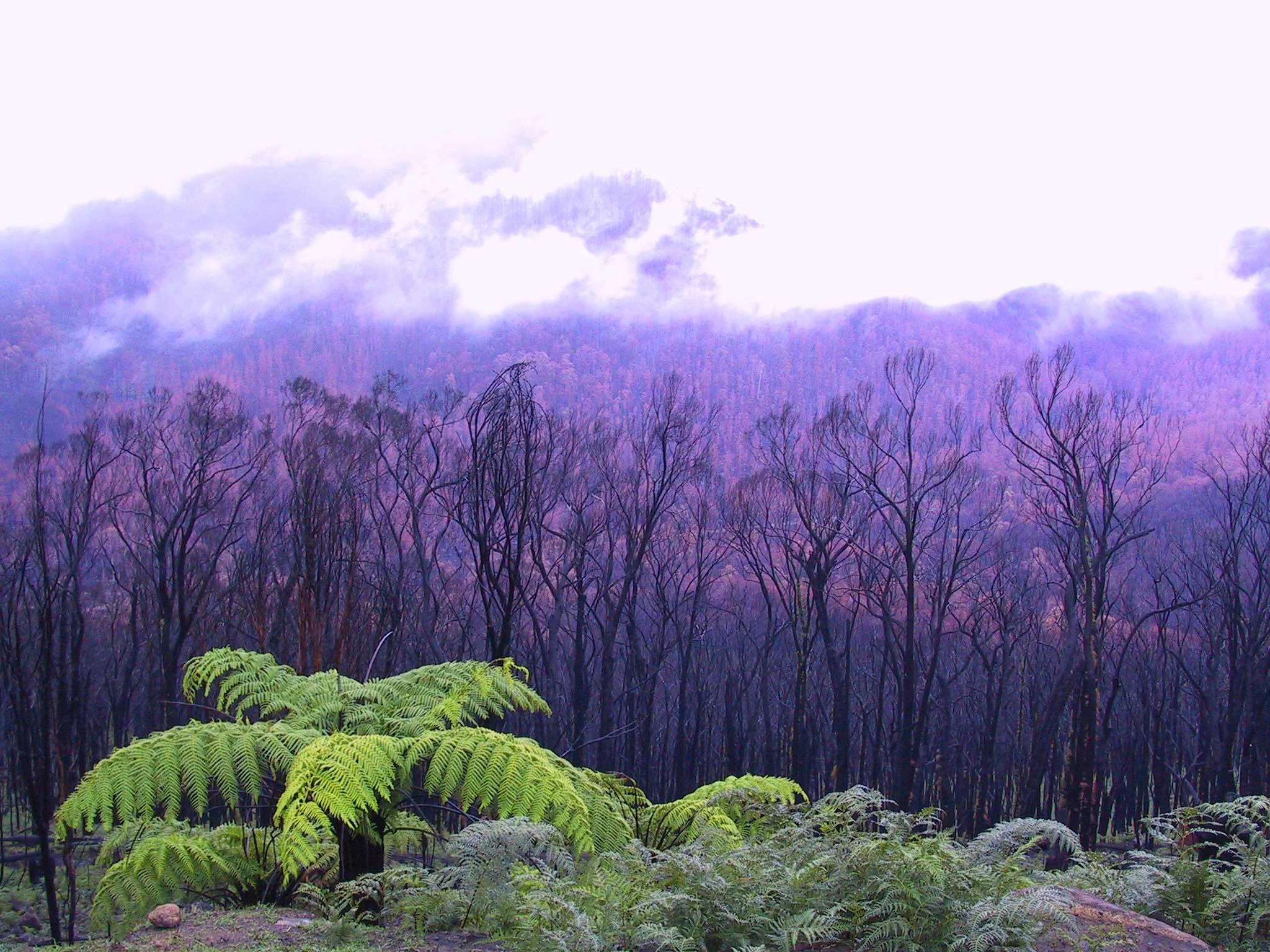 2009 - Black Saturday Bushfires