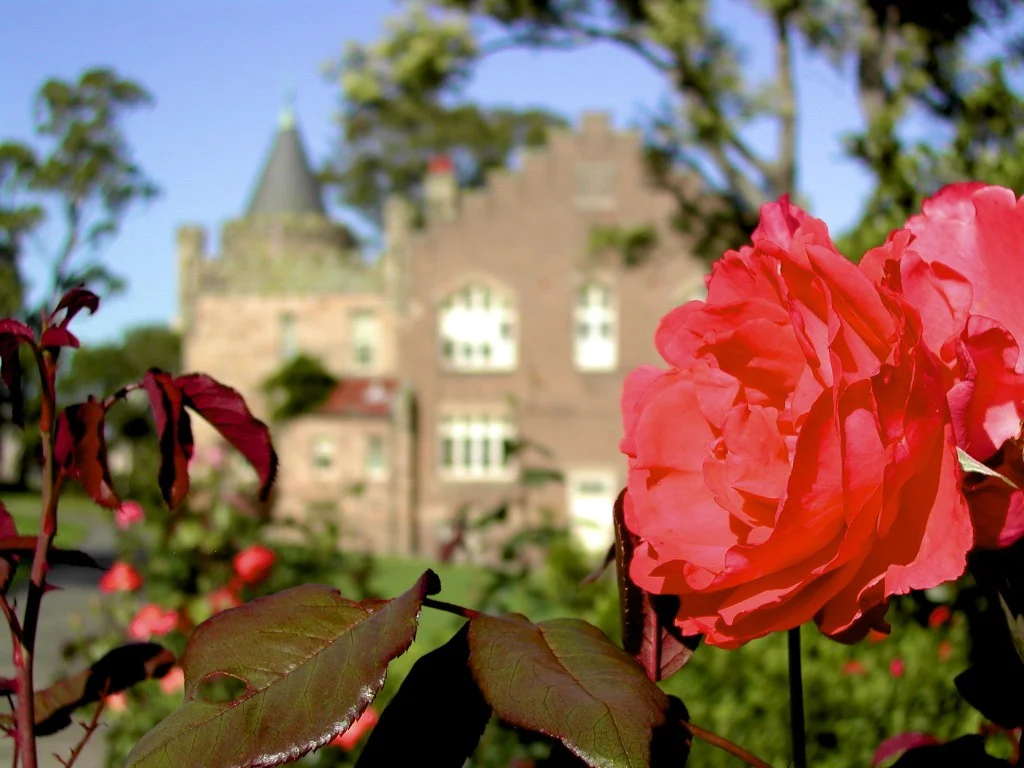 Flower SOTR.jpg