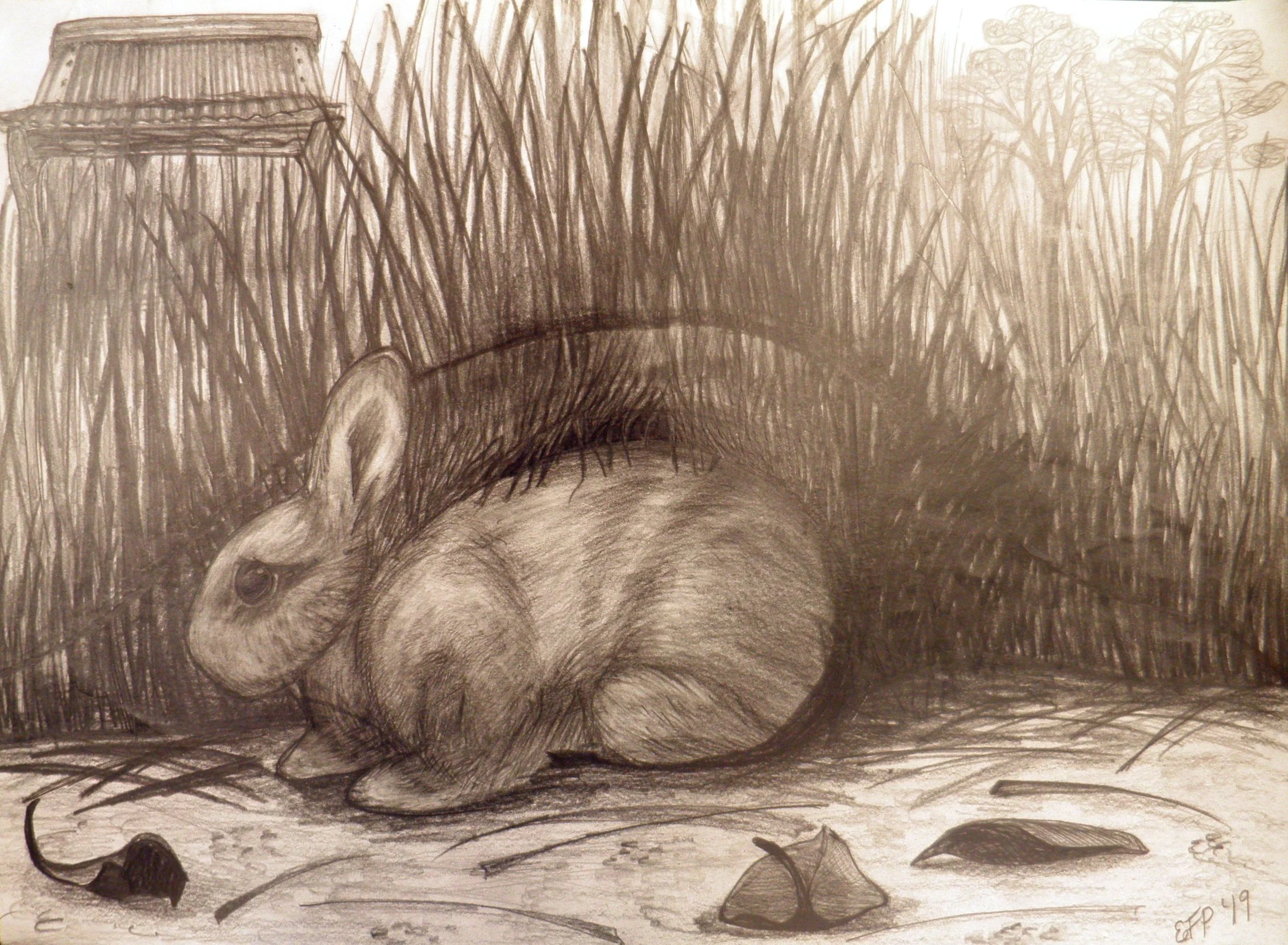 Rabbit