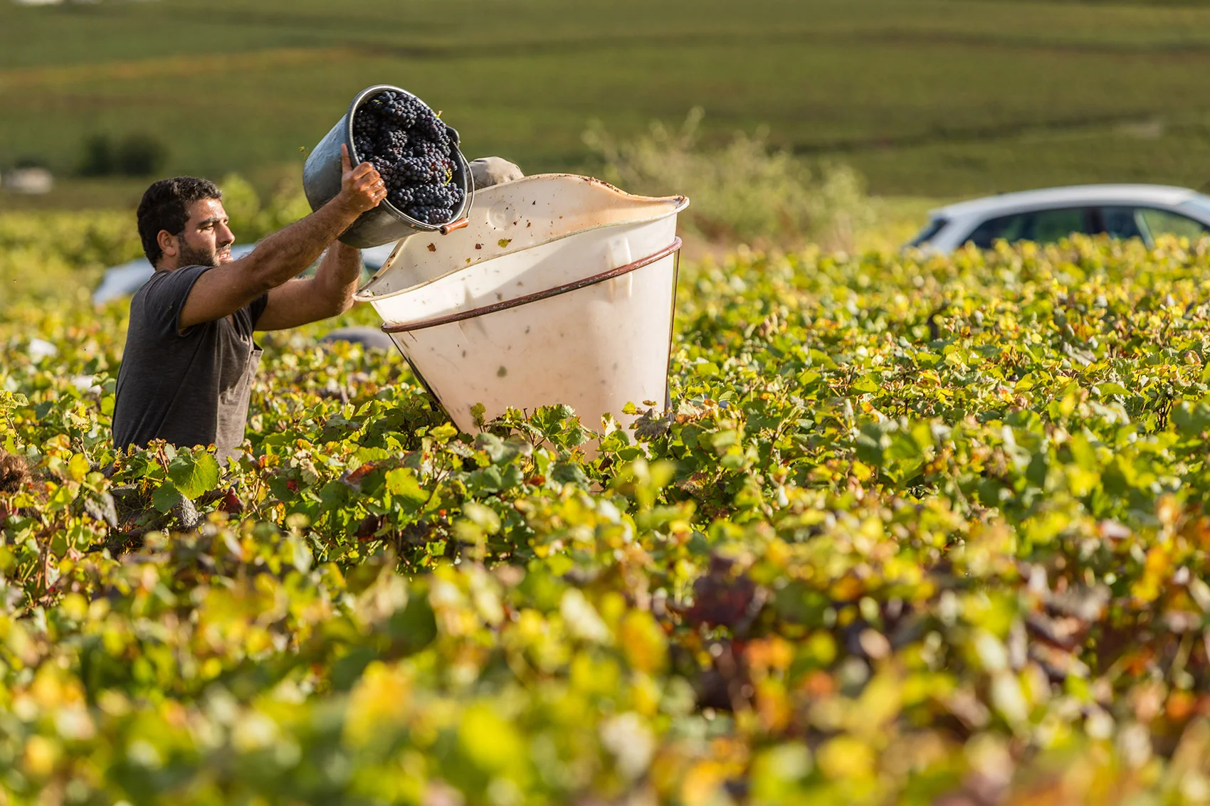 harvest_burgundy.jpg