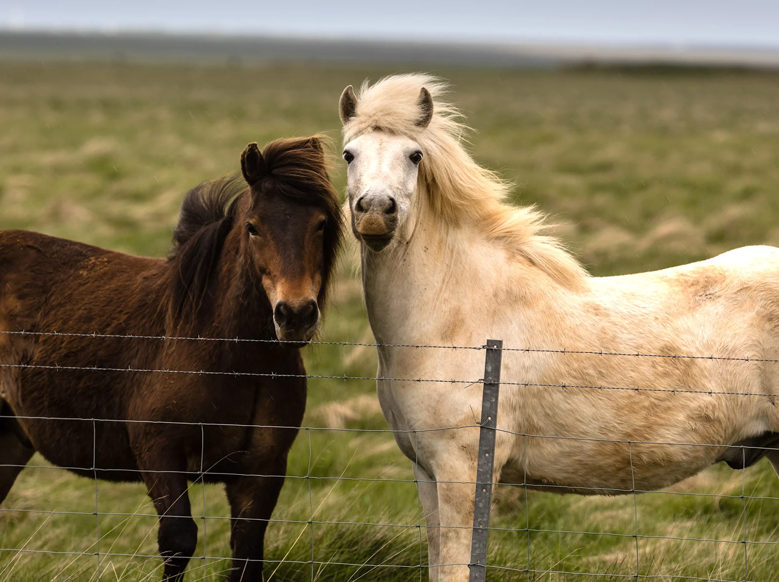 horses-iceland.jpg