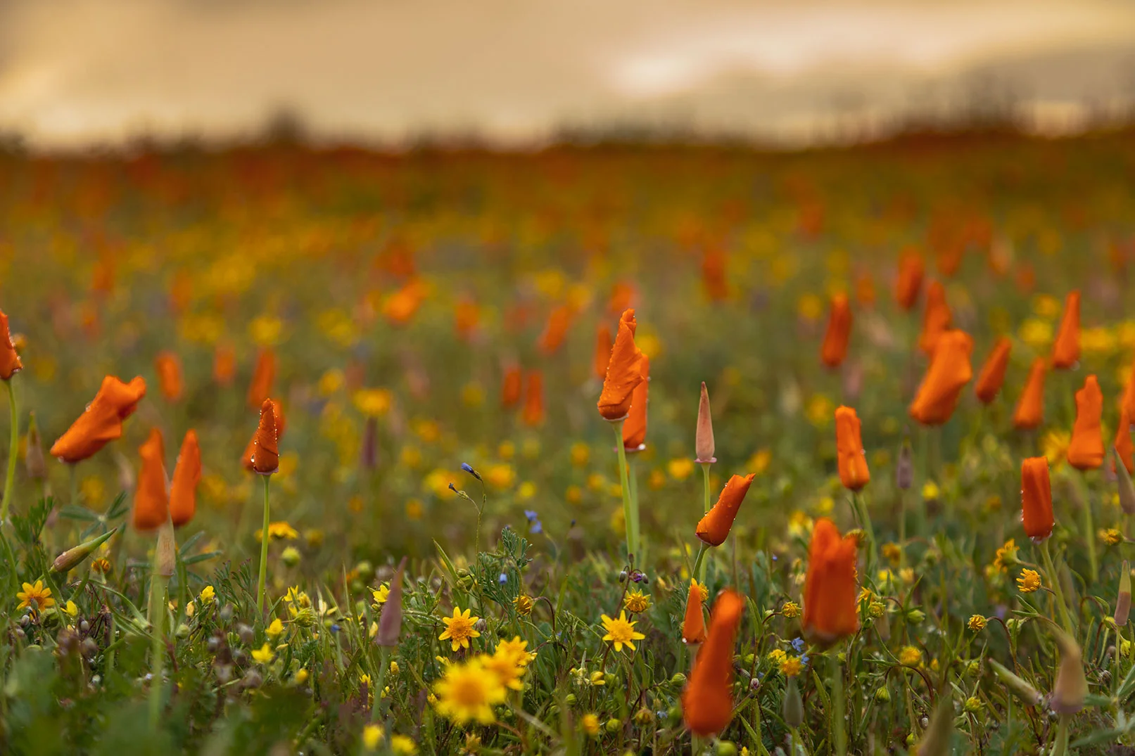 California Poppy in Antelope Valley Poppy Reserve
