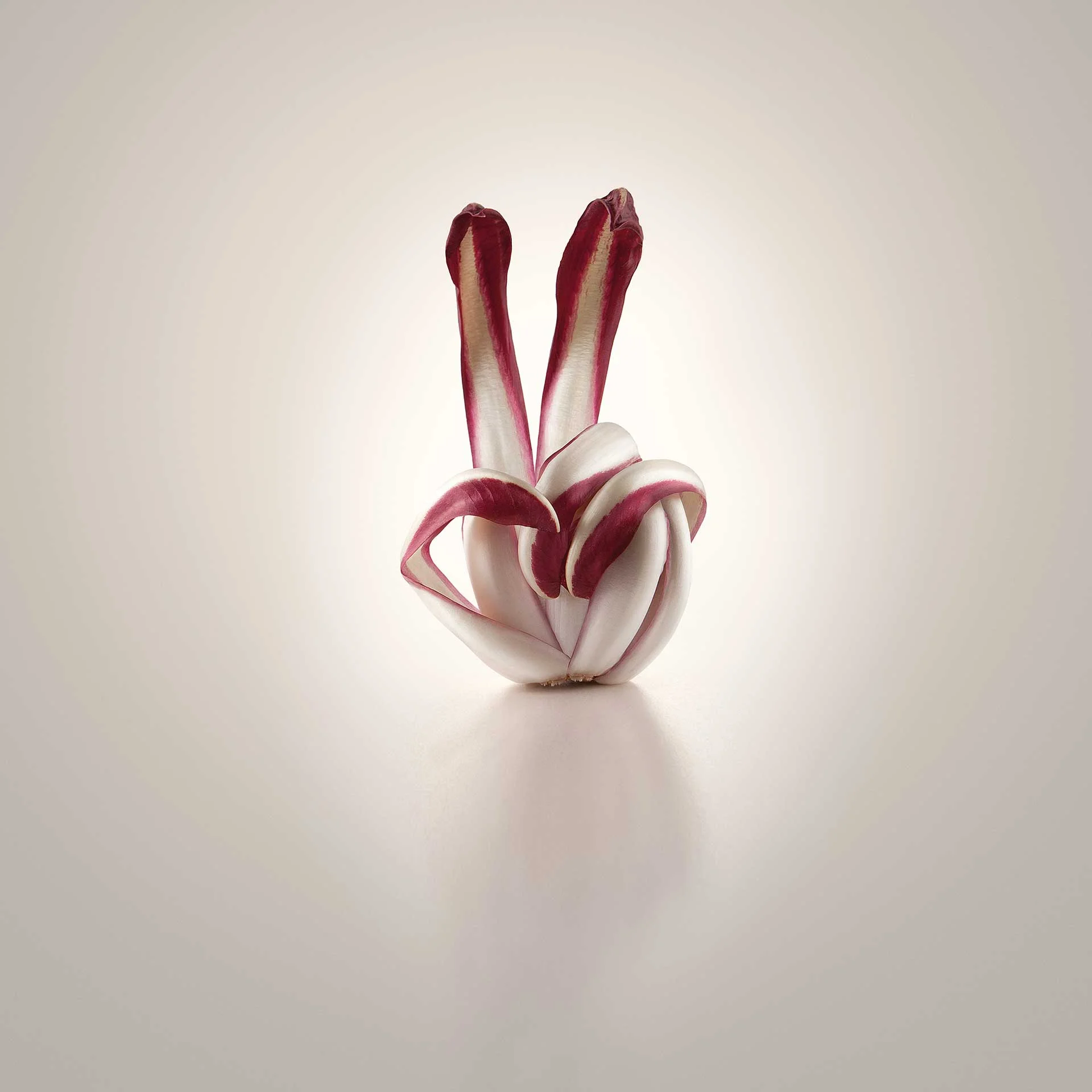 Basf<br/><span style="font-size:0.8em;">Radicchio</span>