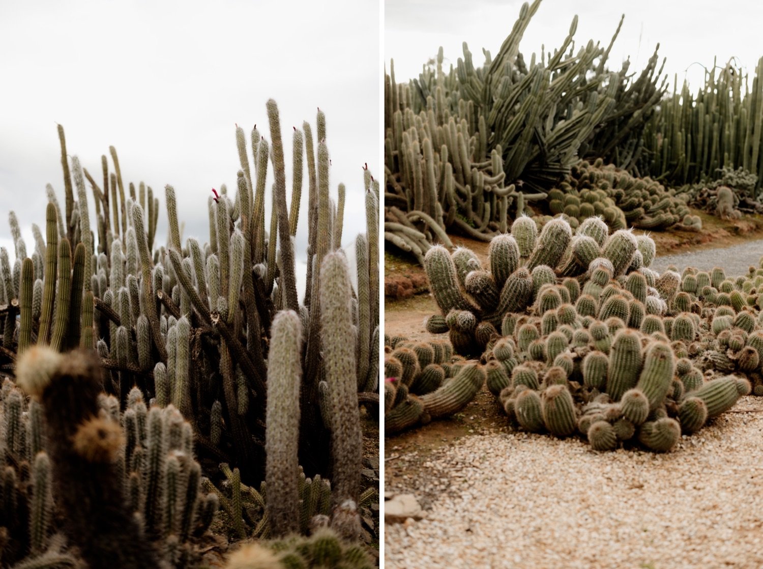 Amelia-Nick-Cactus-Country-Photography_6.jpg