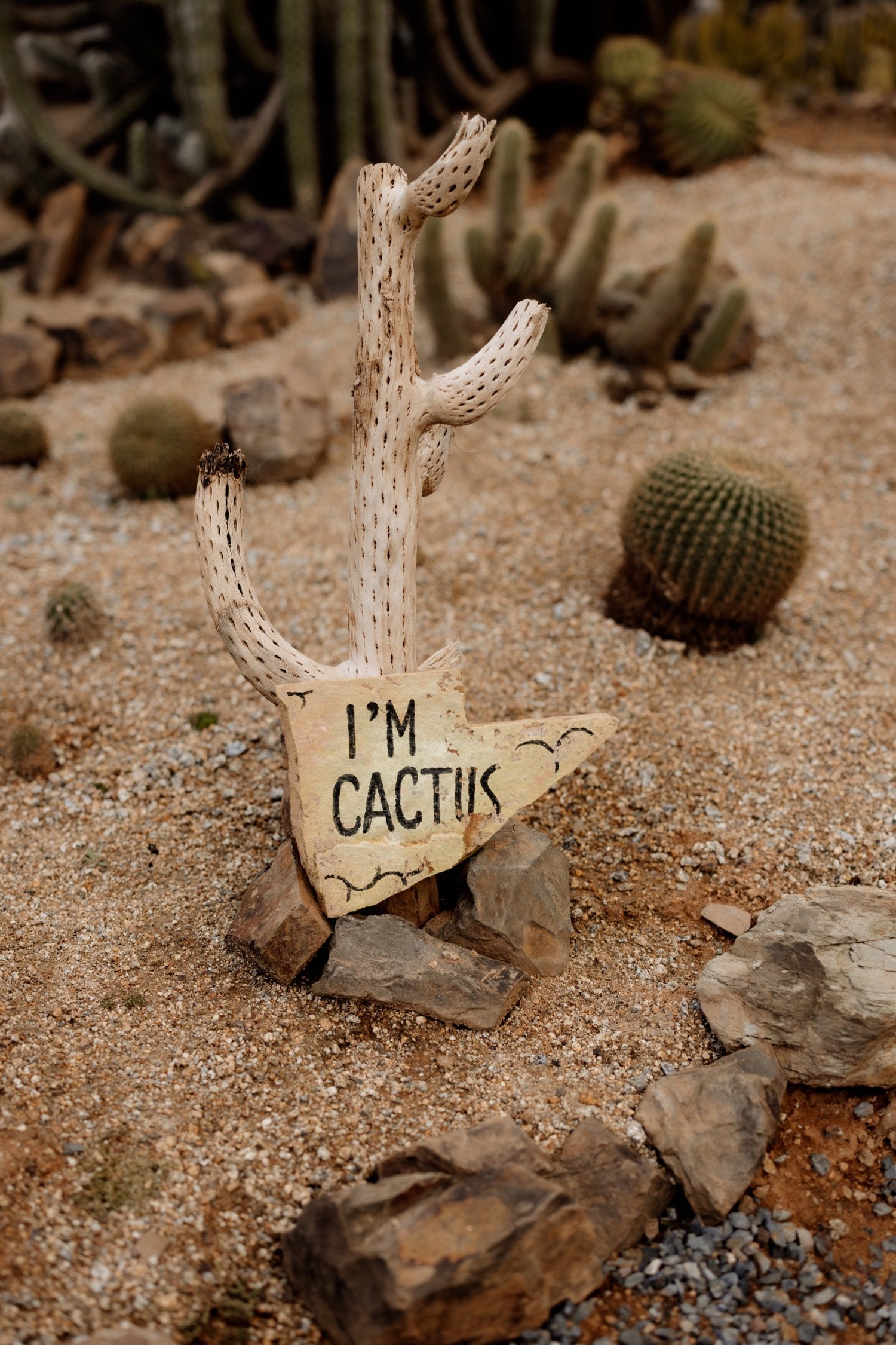 Amelia-Nick-Cactus-Country-Photography_5.jpg