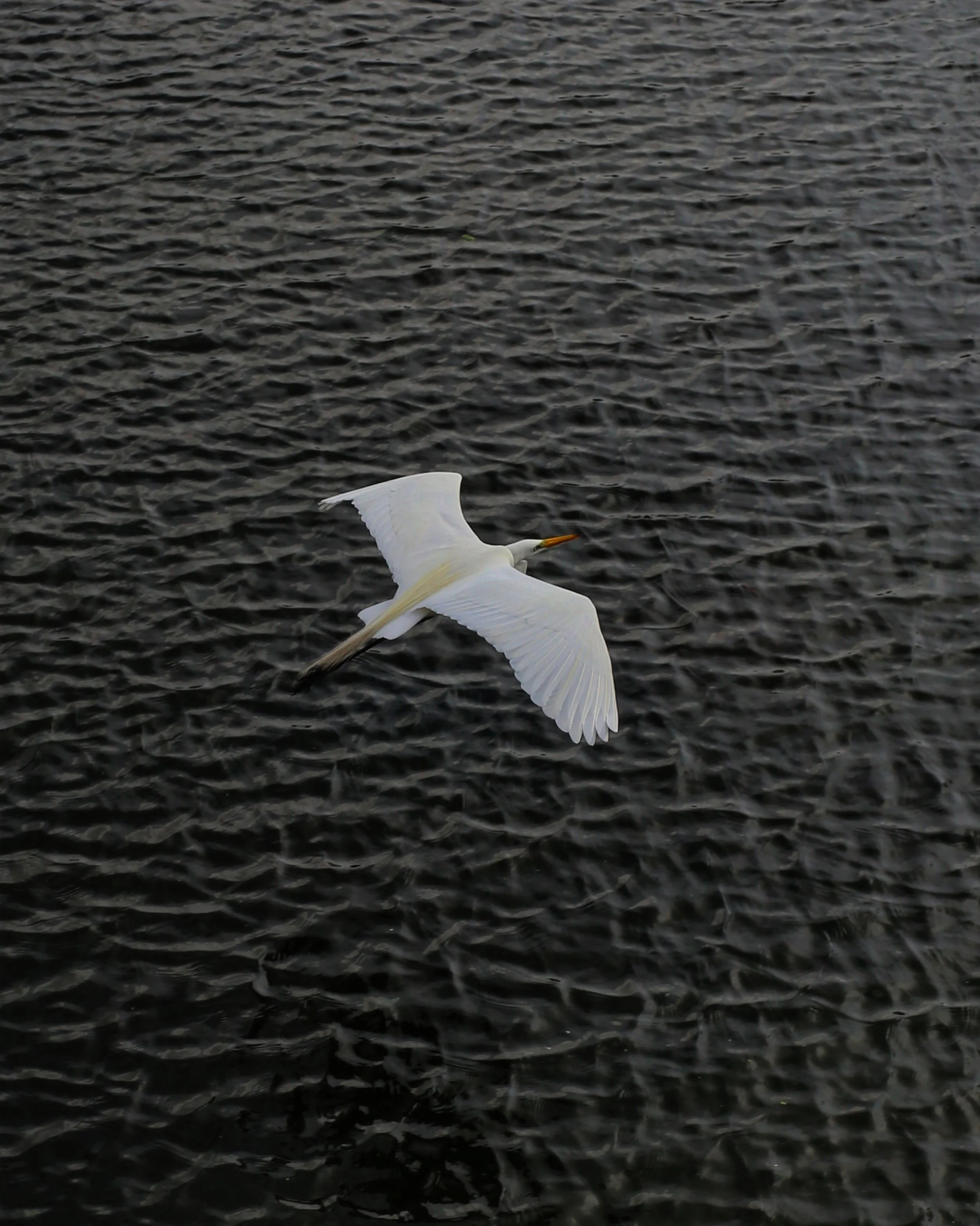 IMG_6061.JPG