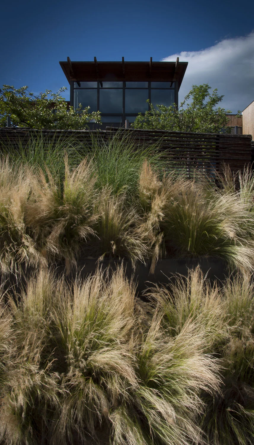Marpa Contemporary Landscape Garden Design Denver Colorado Aspen Zen Garden (12).jpg