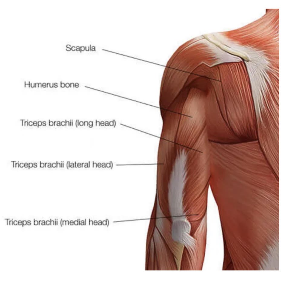 triceps — » Blog — TransFit