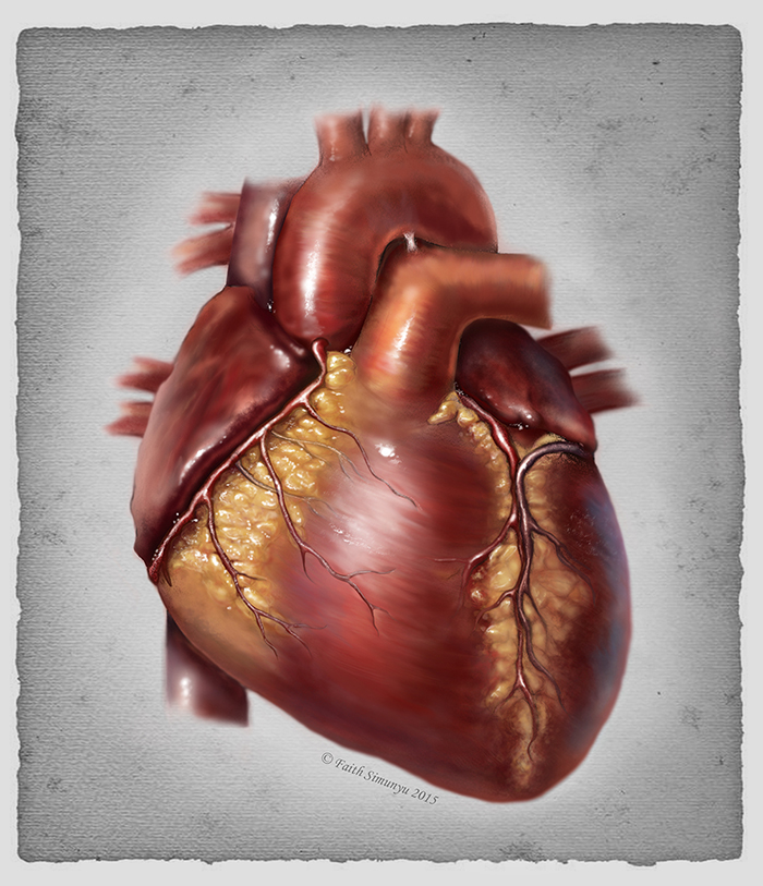 HumanHeart_Colour.jpg