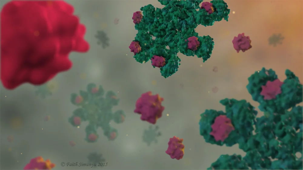 MolecularApoptosomeEdit.jpg