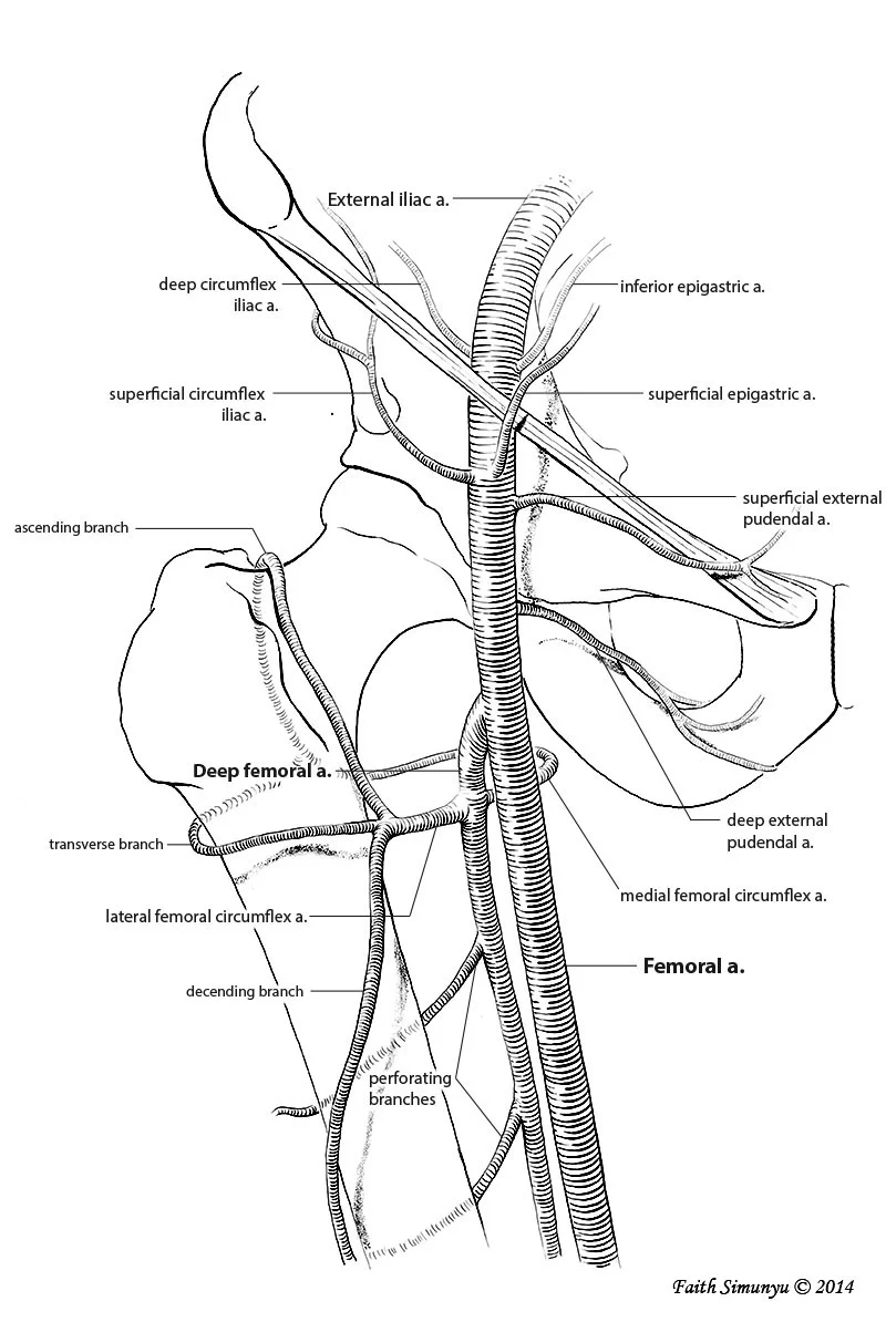 Femoral Artery.jpg