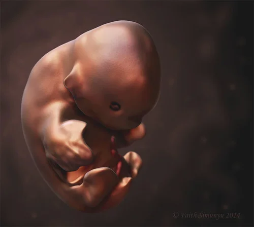 FruitbatEmbryo.jpg