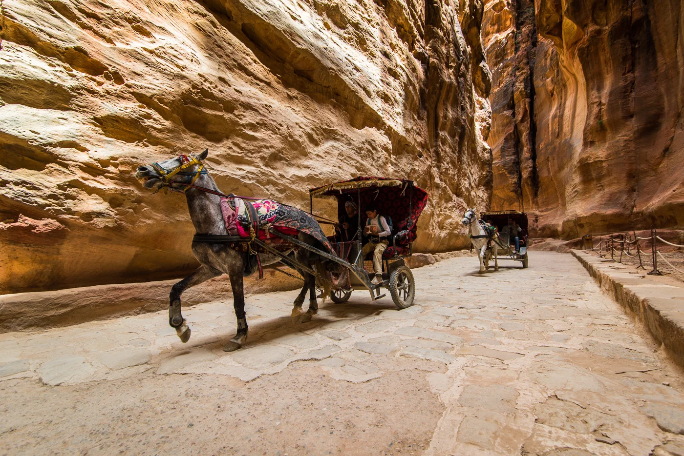 PETRA HORSES, SIQ