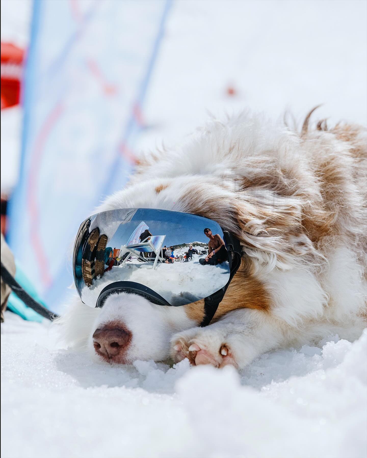 Day Time Vibes at @snowbombingofficial 2024 shooting Officially. Team @fanaticlive 
.
.
.
Feat: @suatism / @theycallmelocksmith / @theprovibers / @officialfatboyslim 
.
.
@nikoneurope Z9 
.
.
.
#snowbombing #snow #festivalphotographer #musicphotograp