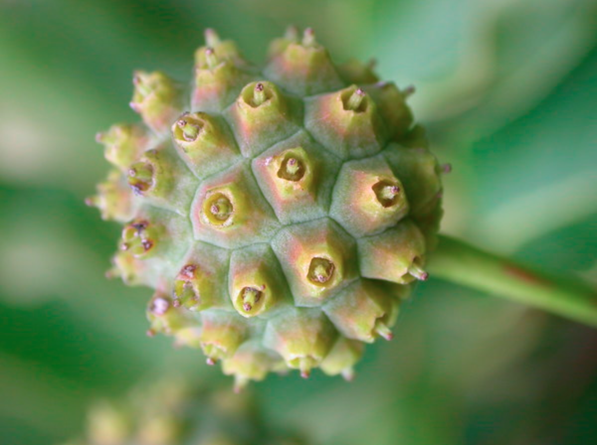 Beauty of Macro Photography Boston