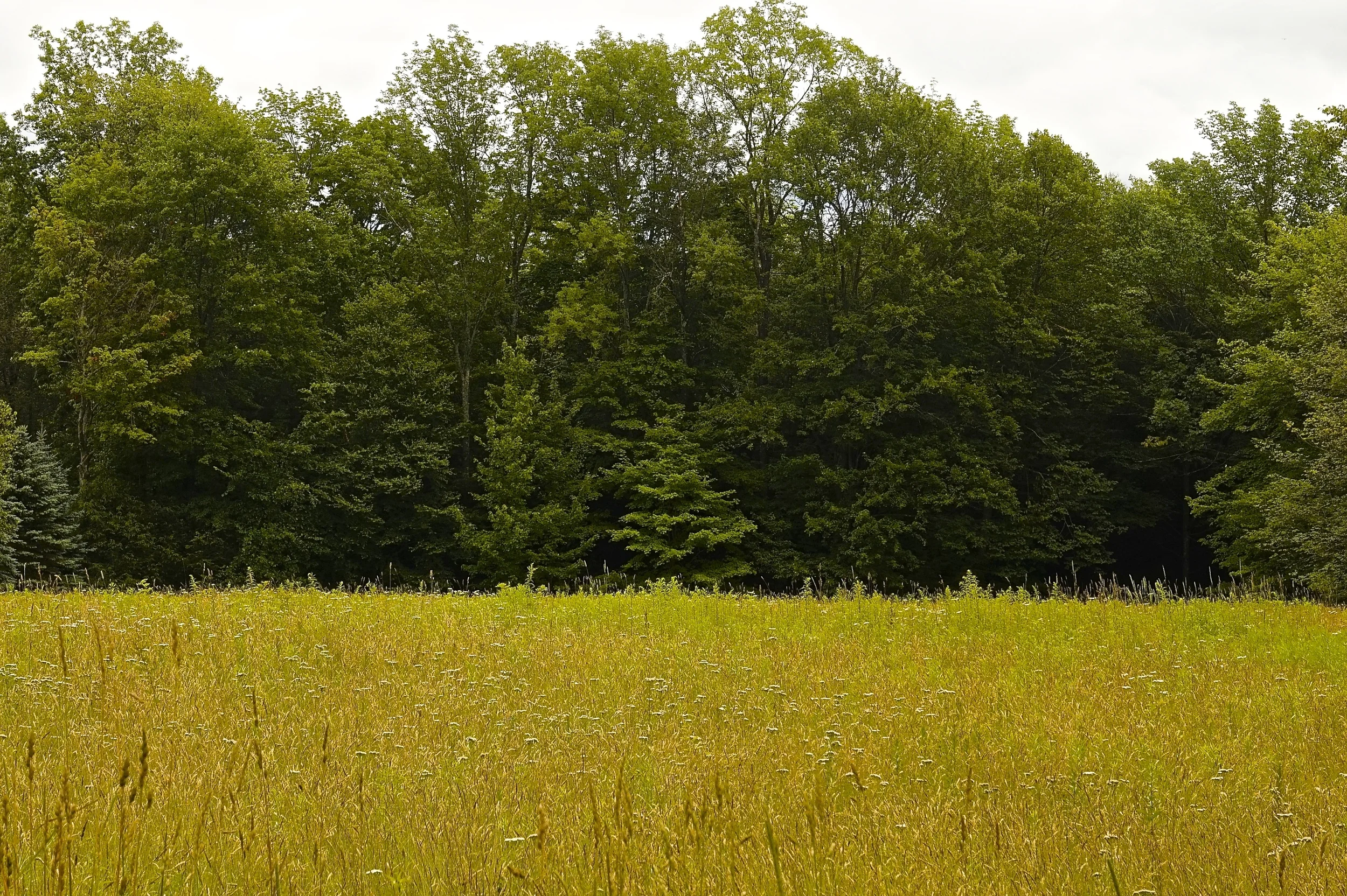 depth of field.jpg