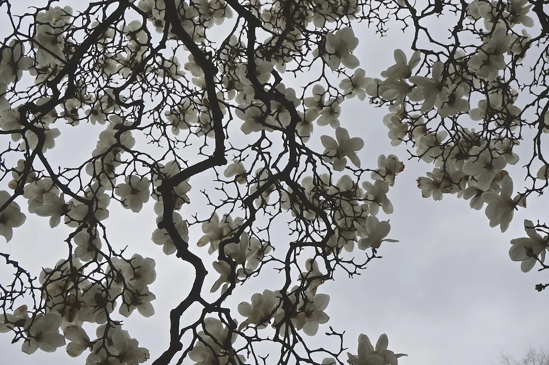 Sky Blossoms 