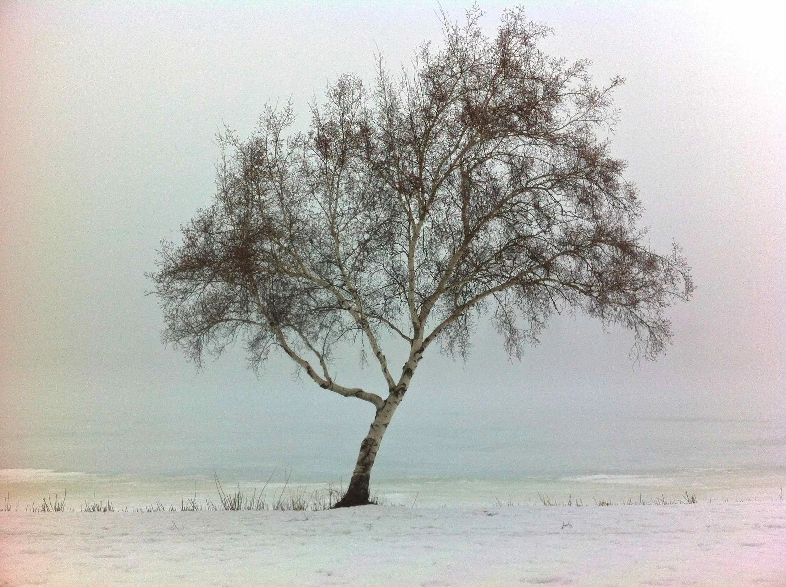 Winter White Birch