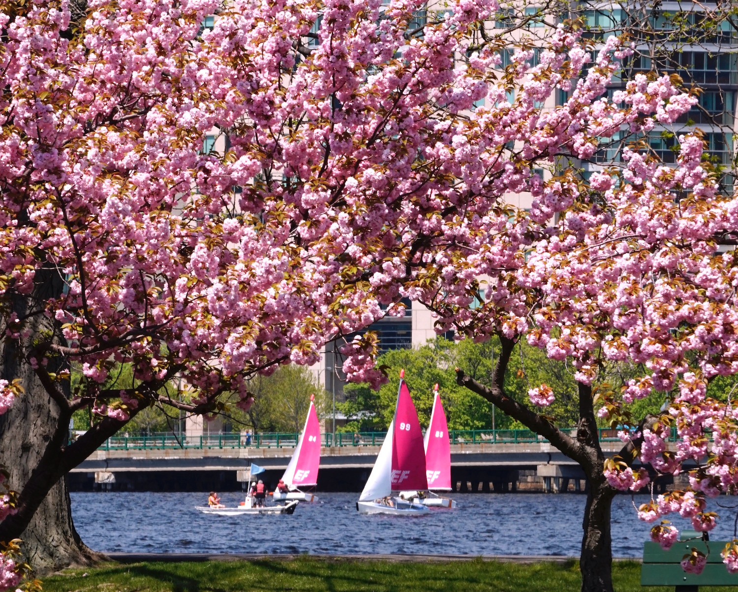 sailboatsand blossoms.jpg