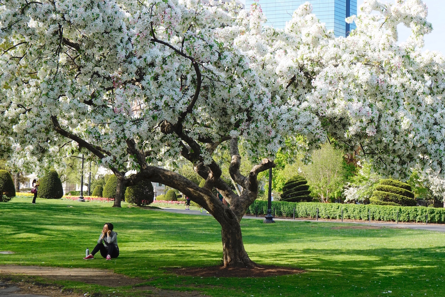 Boston Gardens Blossoms copy.jpg