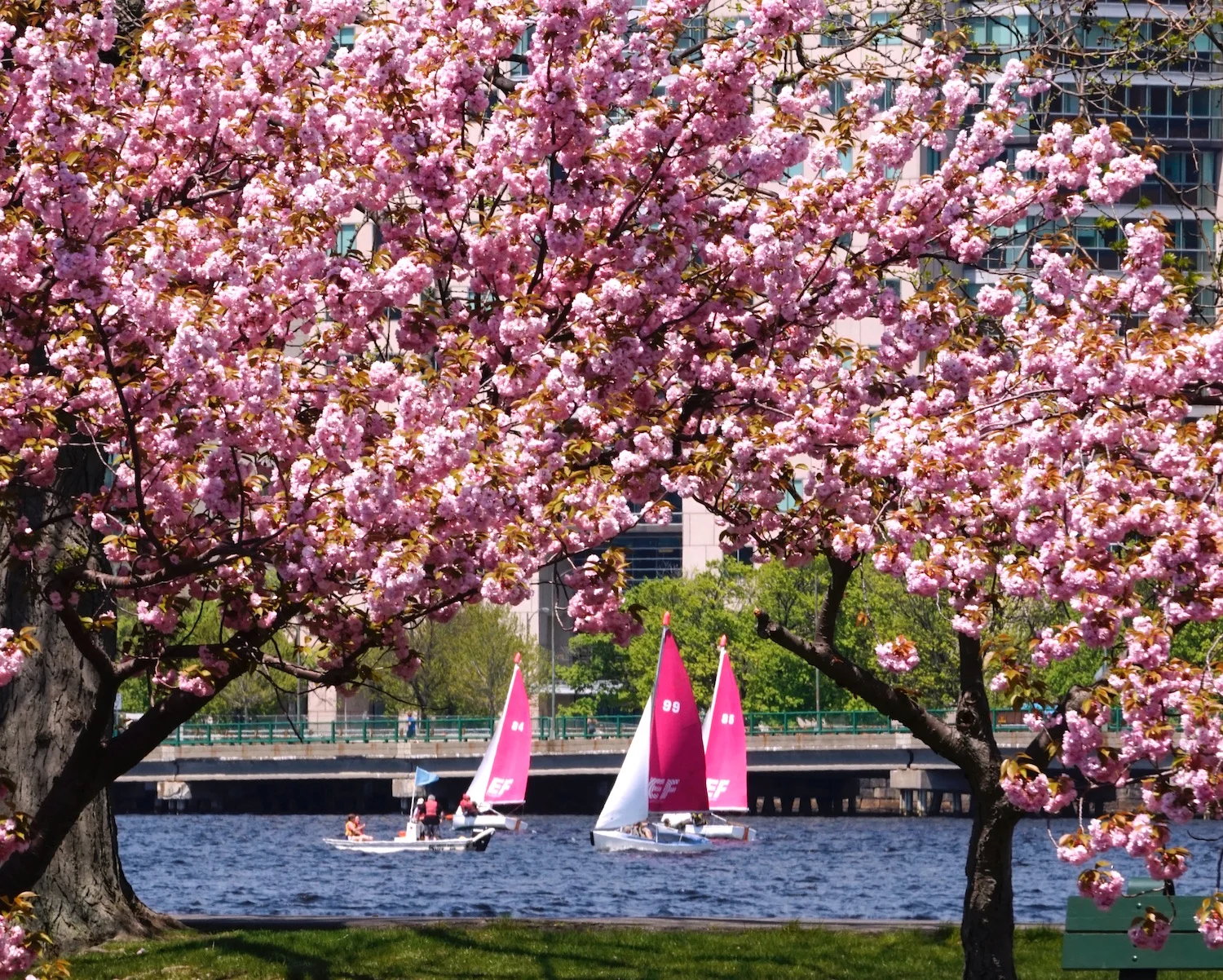The Beauty of Blossoms at the Charles River Lagoons: Mindfulness, Creative Seeing