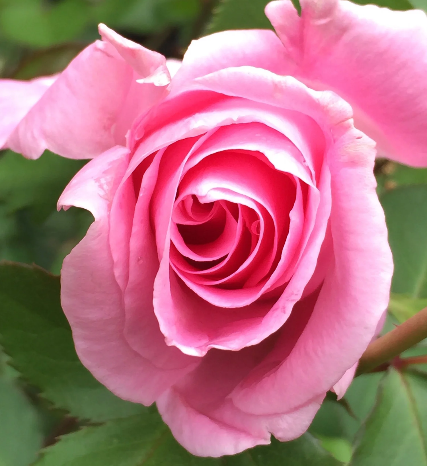  Beauty of The Kelleher Rose Garden: Creative Seeing, Composition, Macro