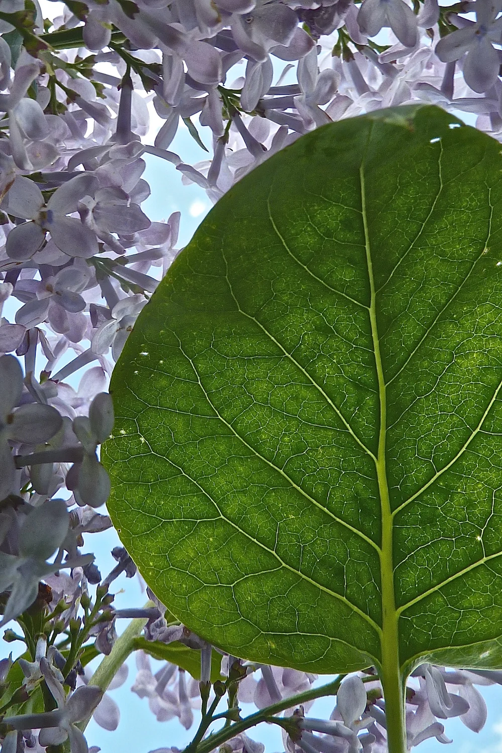 Beauty of Arnold Arboretum: Seeing Nature Like an Artist