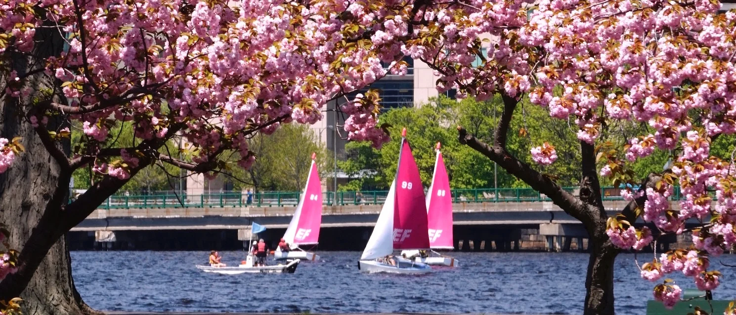 sailboatsand blossoms bannerjpg.jpg