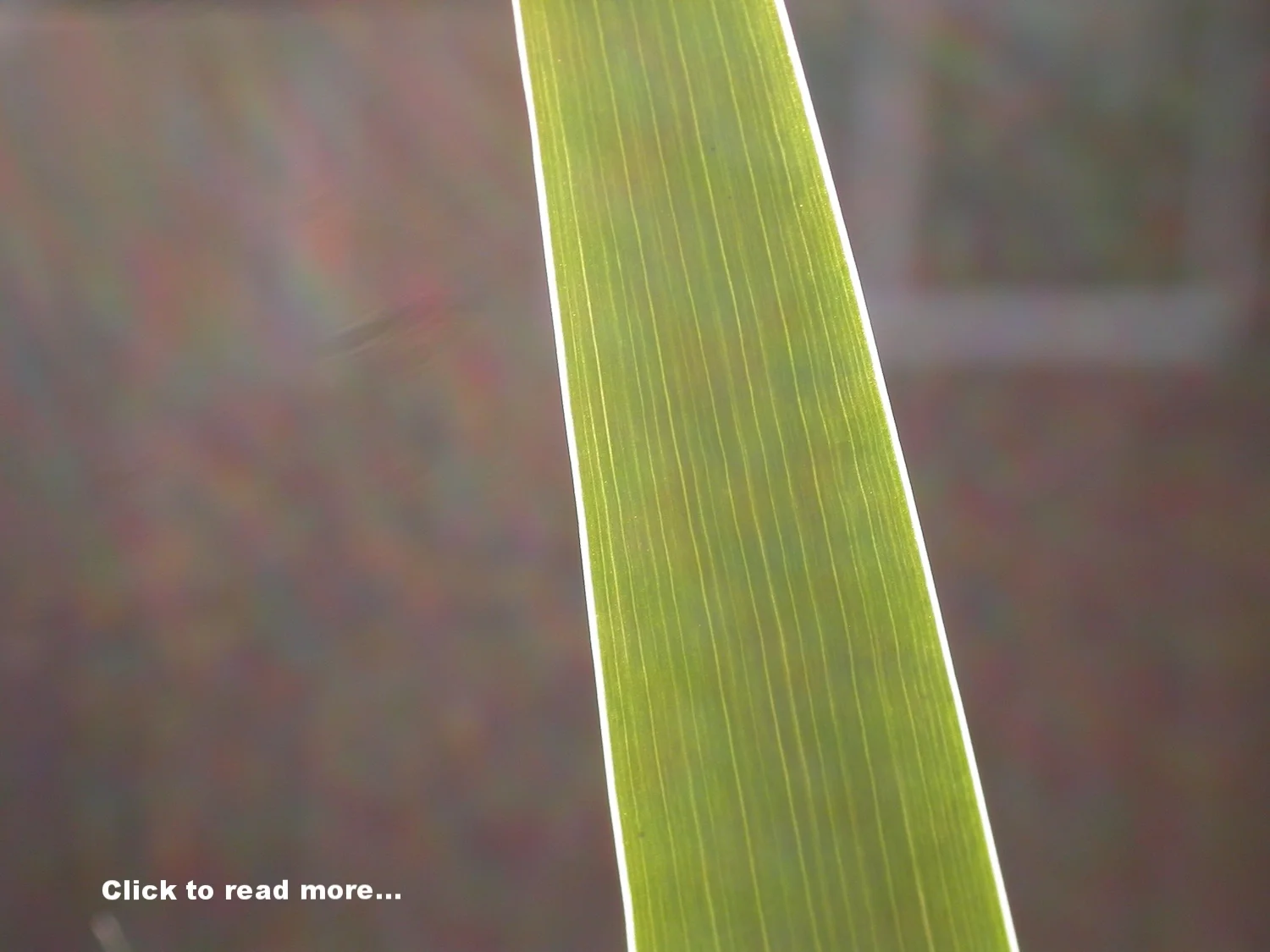  Flow-tography:Introduction to Mindful Photography Seeking Beauty Finding Self.