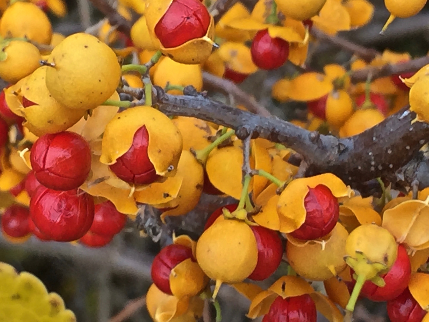 yellow berries.jpg