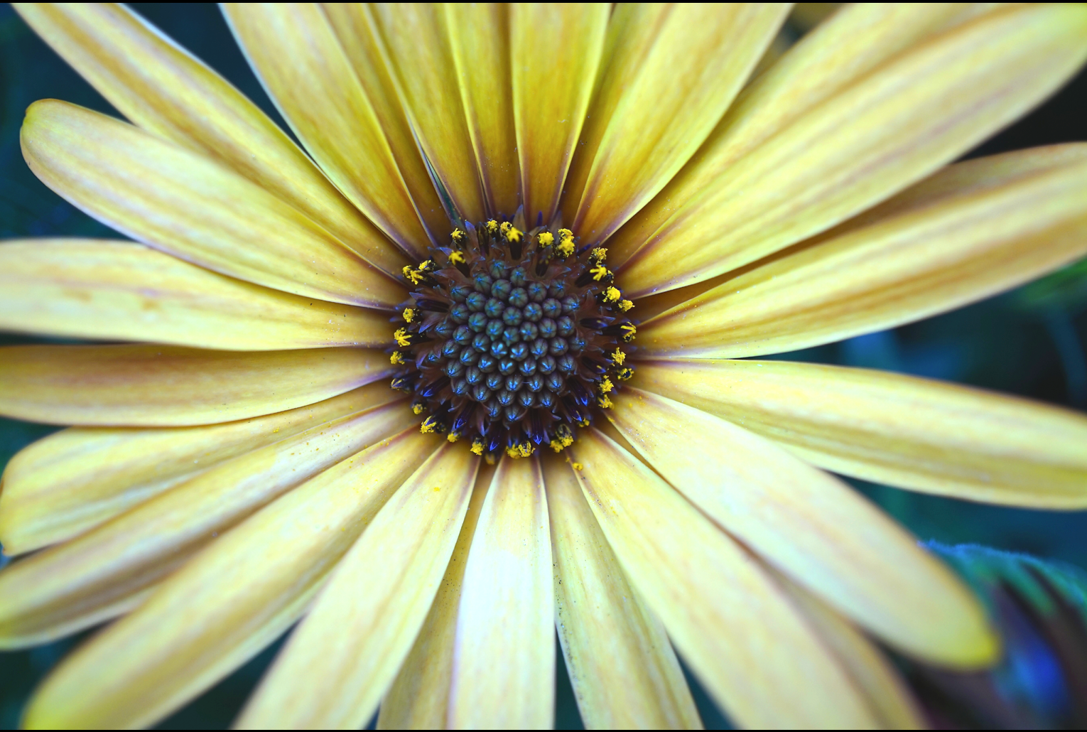 Macro Photography: Mindful, Magical, Macro Secrets