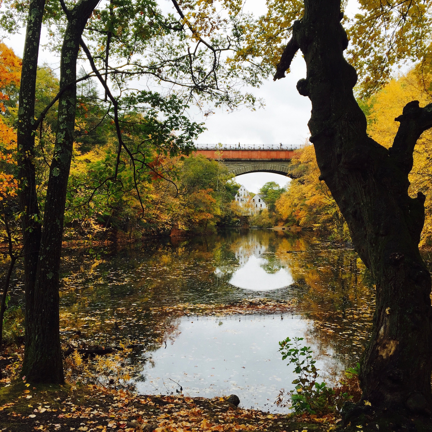 Beauty of Hemlock Gorge 
