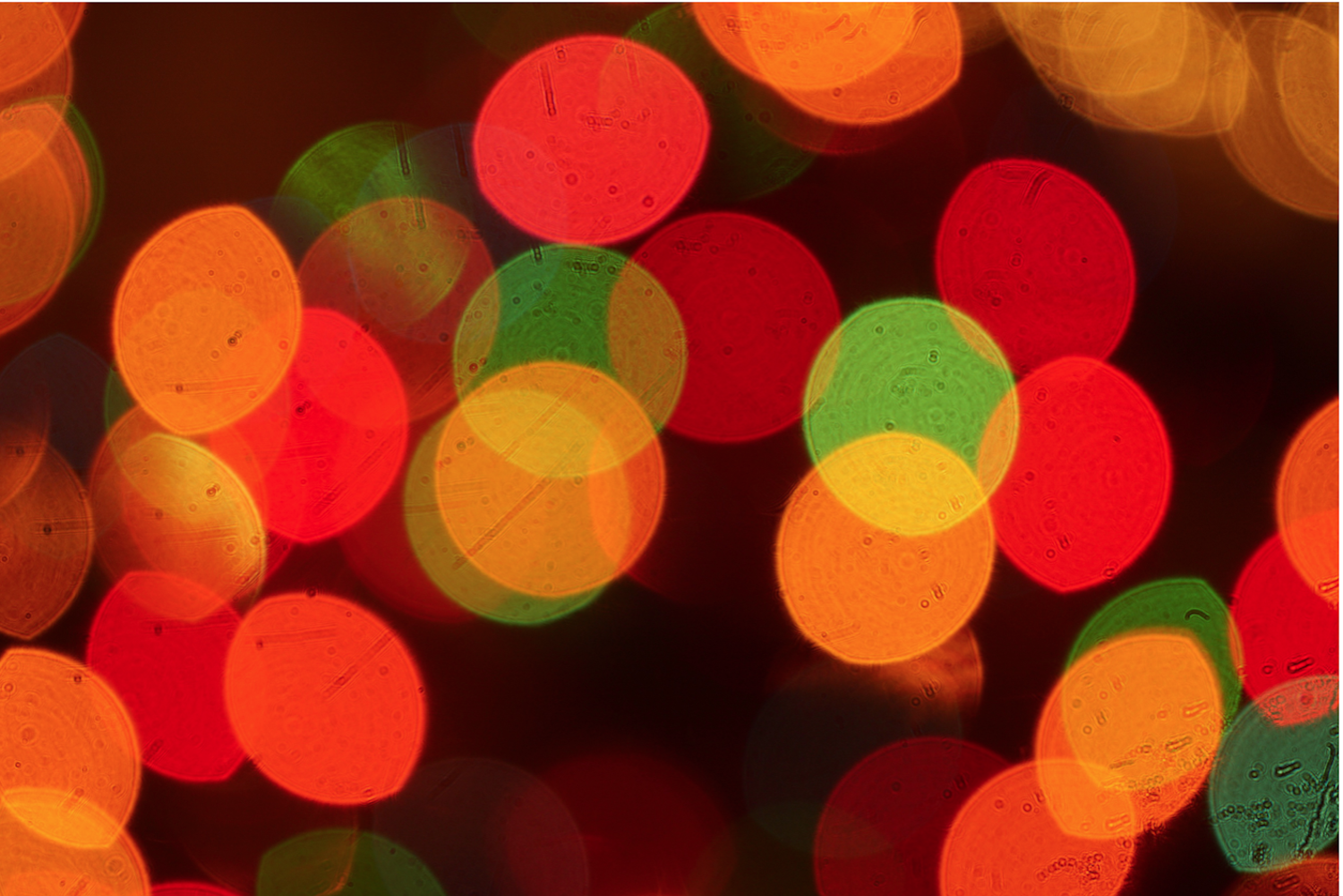 special lights by suzanne merritt copy.png