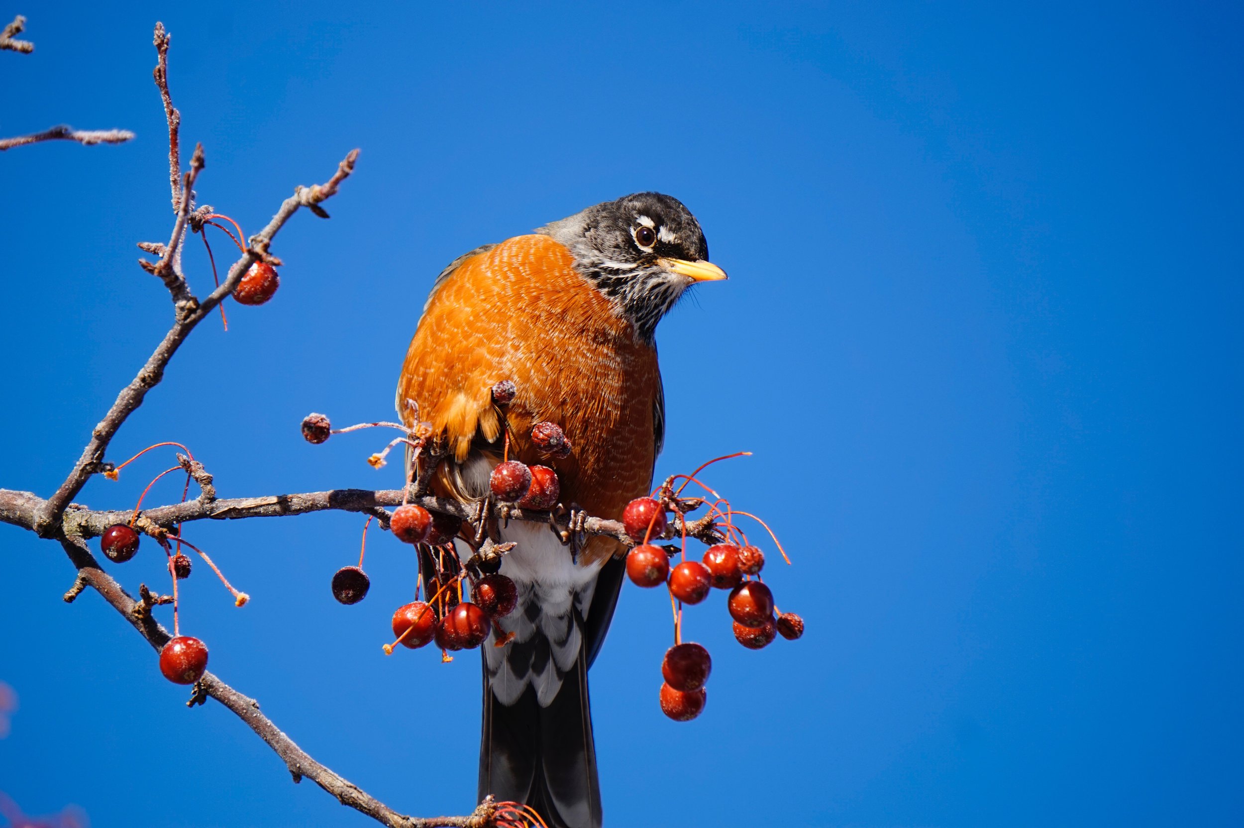 bird.jpg