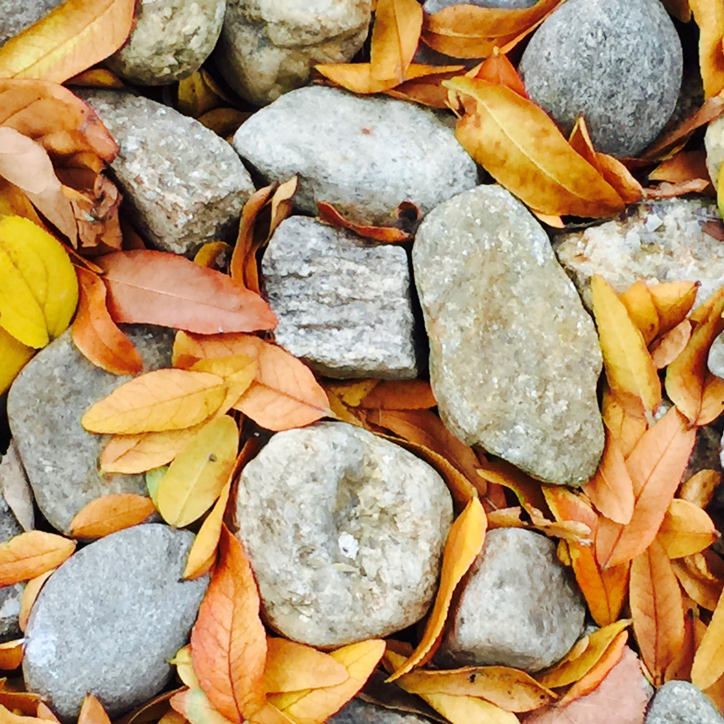 stones and leaves suzanne merritt.jpg