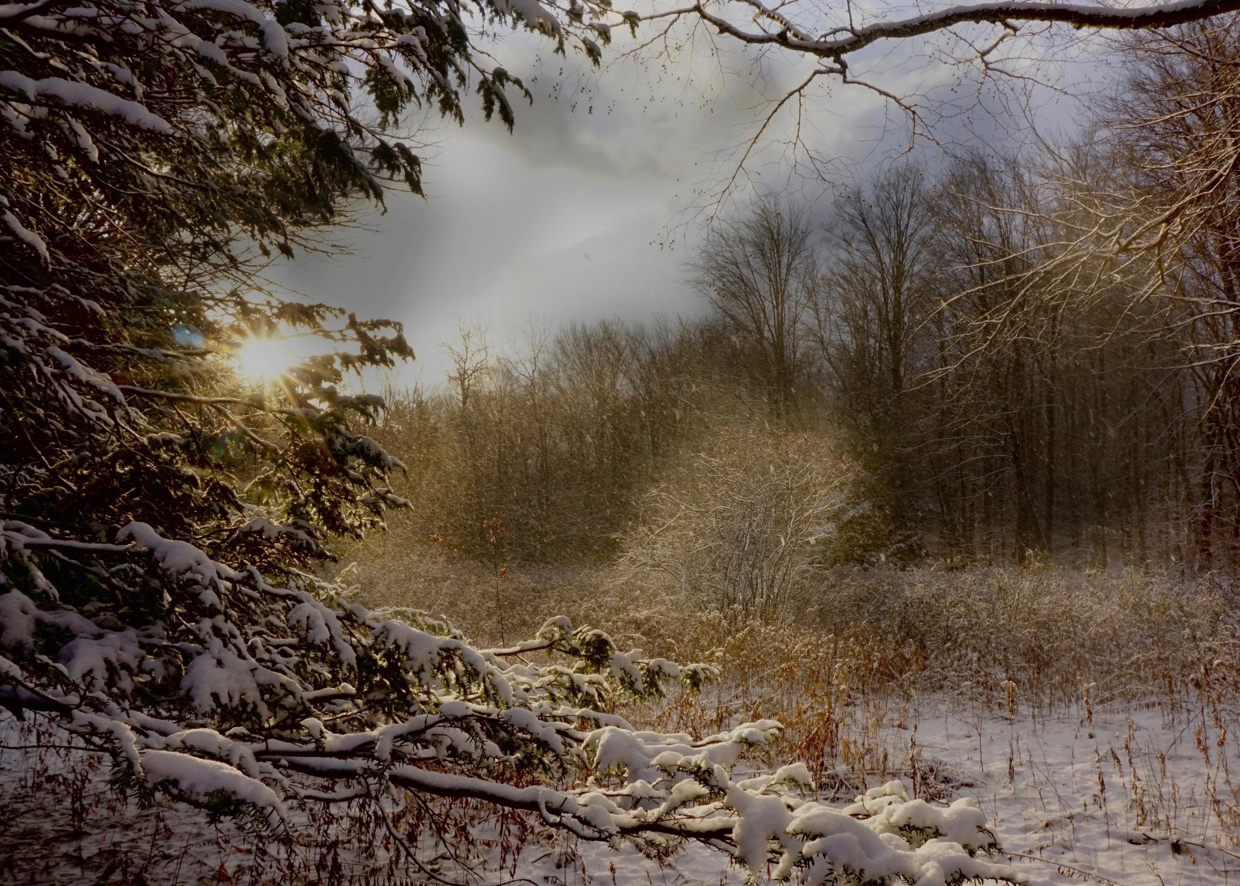 Snow Shower