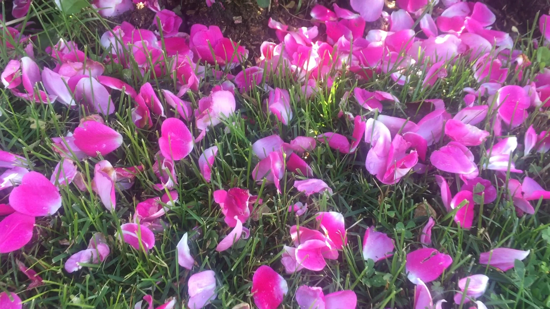 petals on the ground.jpg
